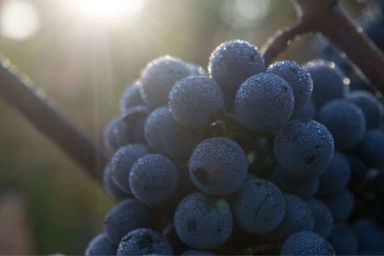 racimo de uva tinta para elaboración de vino tocada por rayo de sol con gotas de rocío por encima